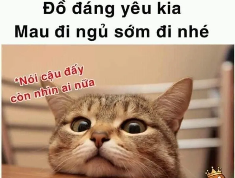 Buồn ngủ meme giúp bạn thư giãn với những hình ảnh hài