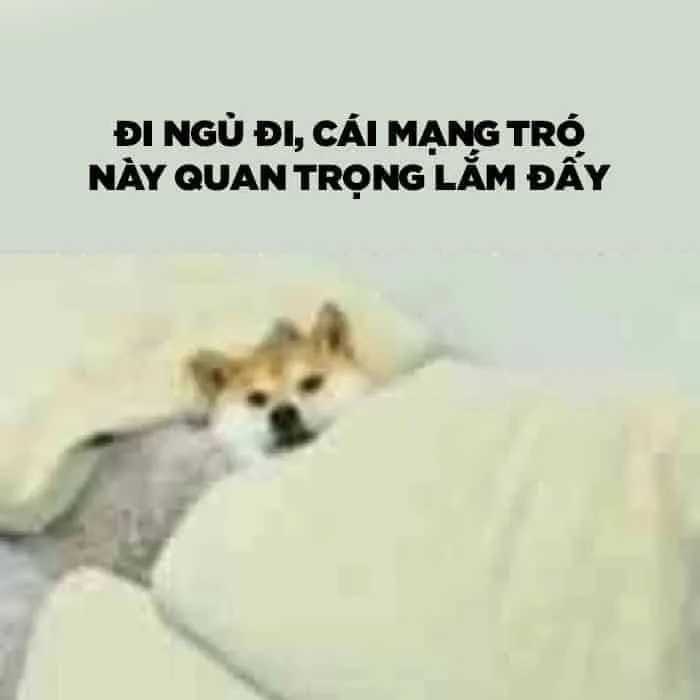 Meme mèo buồn ngủ khiến ai cũng muốn nghỉ ngơi