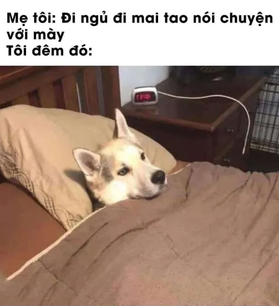 Ngủ đi meme là lời nhắc nhở nhẹ nhàng và dễ thương