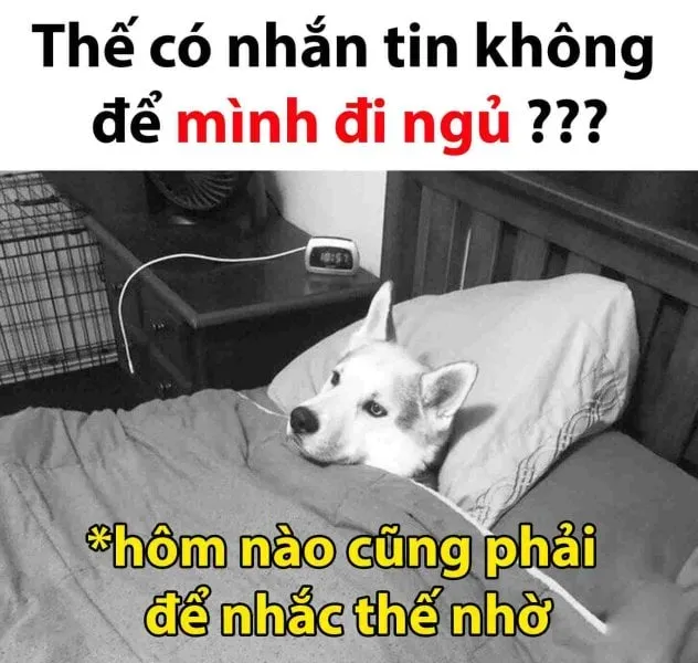 Meme mới ngủ dậy hài hước làm sáng bừng ngày mới