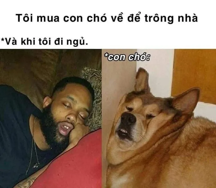 Meme ngủ ngon cute mang đến giấc mơ thật đẹp