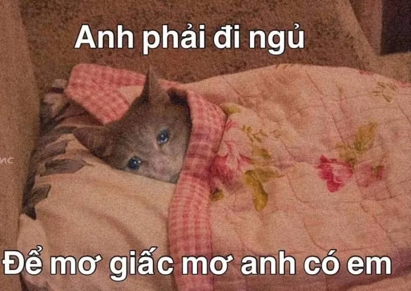 Meme mèo mất ngủ hài hước giúp bạn thư giãn hiệu quả