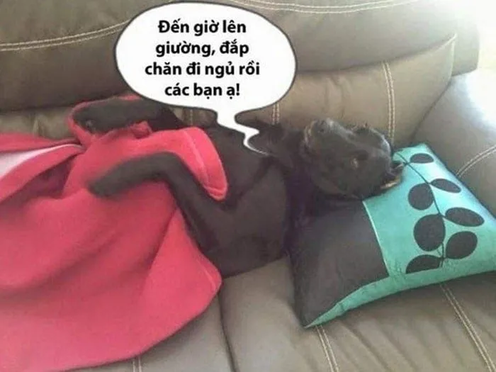 Meme ngủ quên hài hước khiến ai cũng bật cười