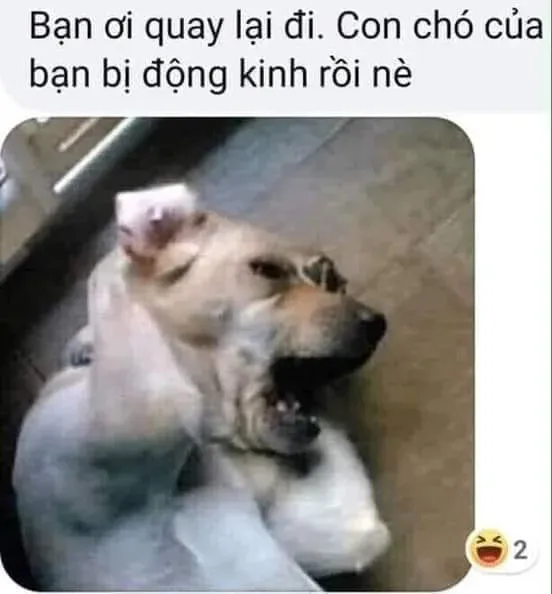 Meme Doge Bonk cực kỳ nổi bật với cách thể hiện đáng yêu.