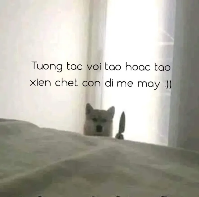 Cheems Doge meme PNG được sử dụng rộng rãi trên các trang mạng xã hội.