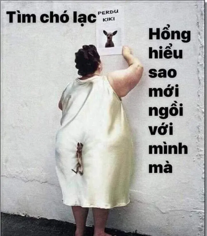 Hình Doge meme luôn gây bão trên các trang mạng xã hội.