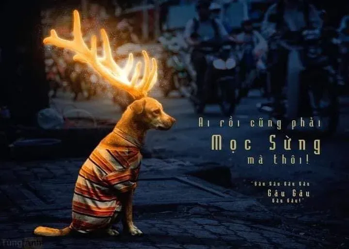 Sad dog meme thể hiện sự dễ thương trong lúc buồn.