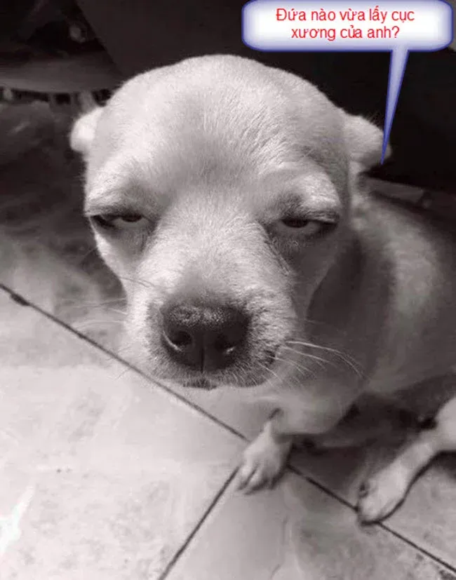 Sus dog meme mang đến sự bất ngờ và hài hước cho người xem.