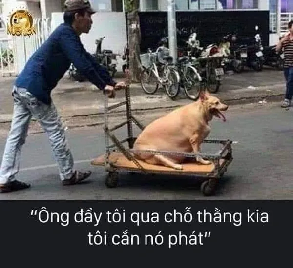 Meme chó mỉm cười luôn khiến người xem cảm thấy vui vẻ.