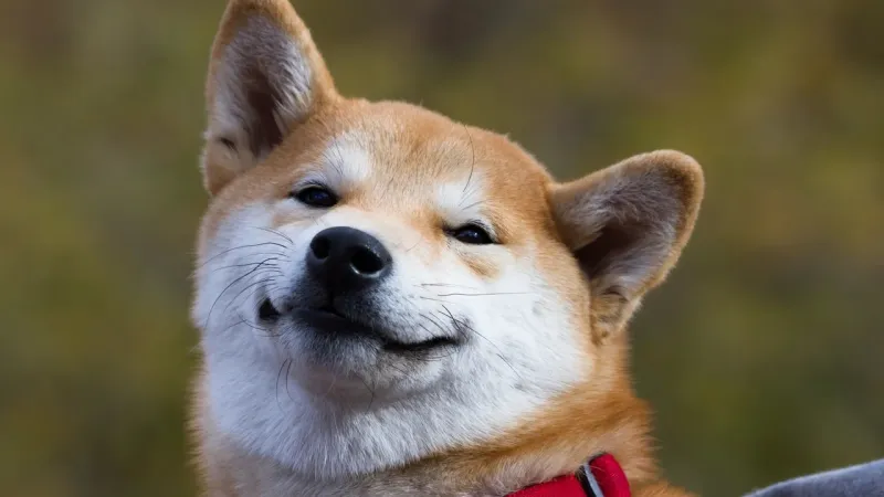 Dog smiling meme mang lại cảm giác hạnh phúc, dễ thương.