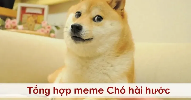 Cat and dog meme là sự kết hợp dễ thương giữa hai loài vật.