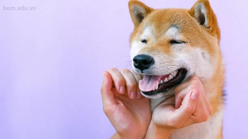 Meme doggy gây cười với những hành động ngộ nghĩnh của chó.