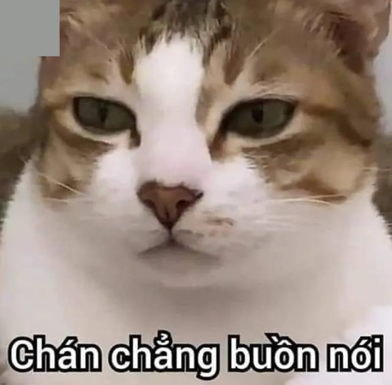 Meme bộ xương hết cứu là lựa chọn hoàn hảo cho các tình huống cười ra nước mắt