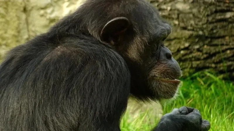 Monkey looking away meme tạo nên sự hài hước đầy bất ngờ.