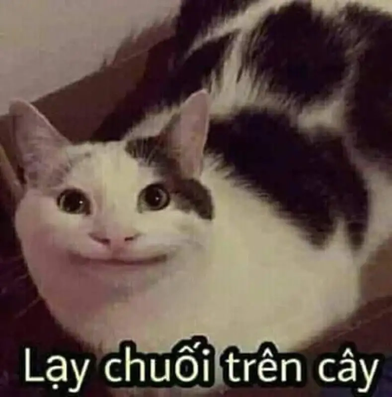 Meme chấp tay lạy với biểu cảm bất ngờ, gây cười cực kỳ hiệu quả.