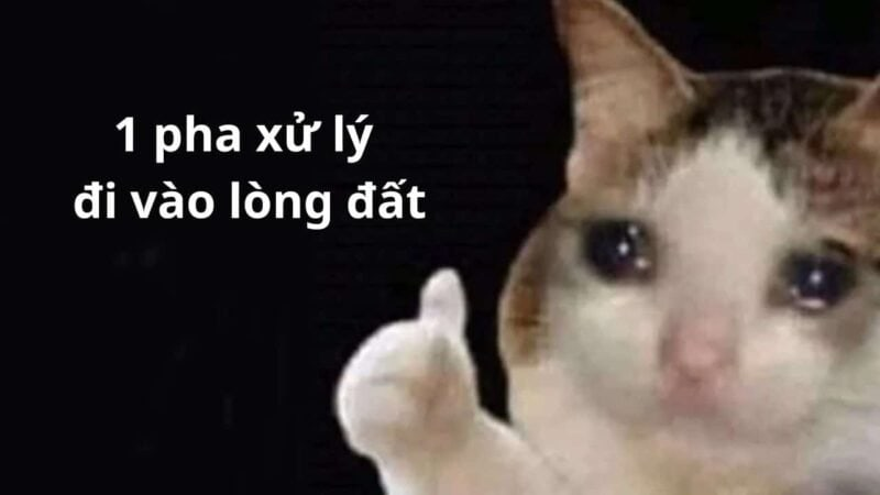 Mèo trong meme này dễ thương quá, chắc chắn bạn sẽ 