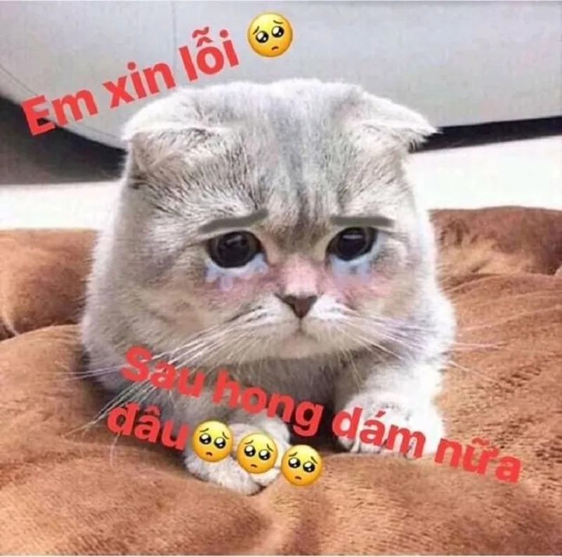 Ảnh mèo meme vô tri, biểu cảm siêu hài hước.