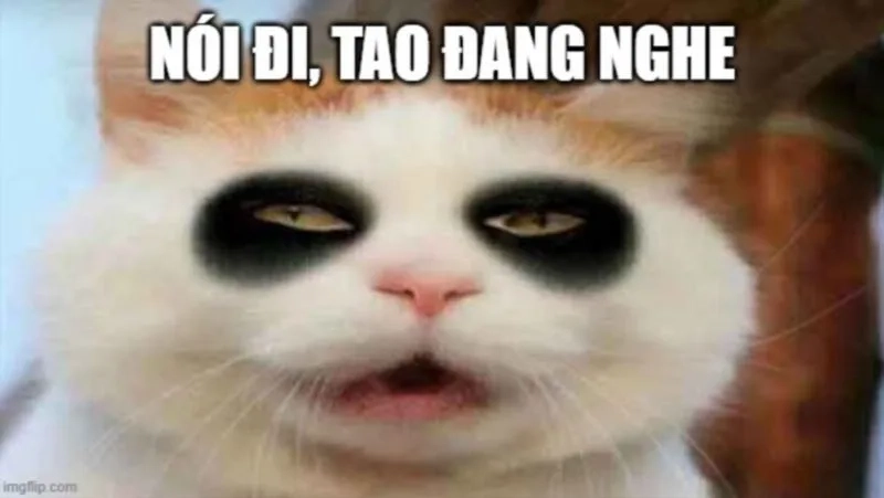 Hình meme mèo độc đáo, tăng độ tương tác mạng.