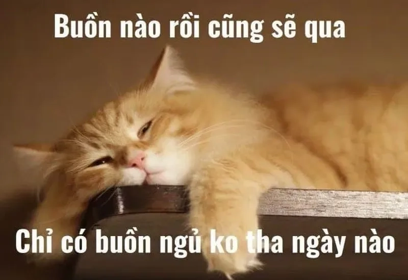 Con mèo meme dễ thương đang làm mưa làm gió online.