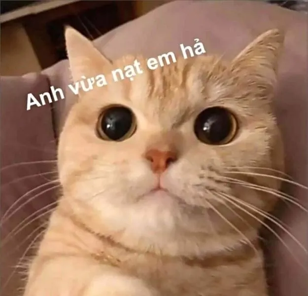 Đừng giận mà cùng meme dễ thương giúp hạ nhiệt ngay tức khắc