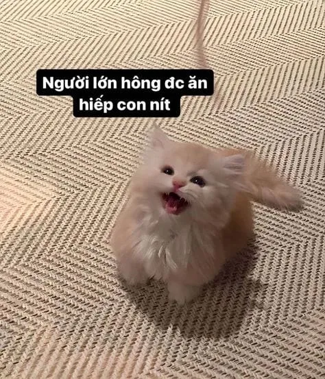 Mèo tức giận nhưng lại đáng yêu hơn bao giờ hết qua các meme