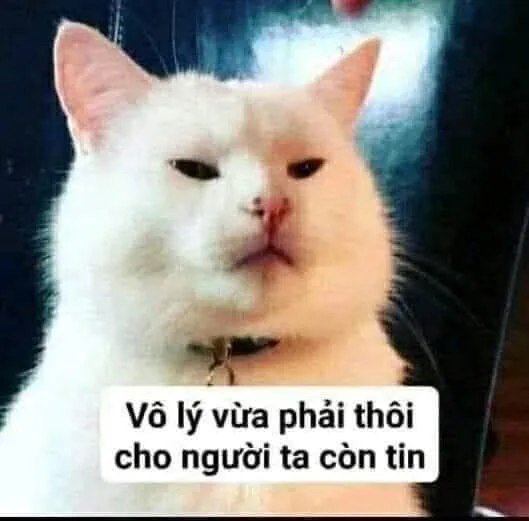 Cùng thư giãn với những bức meme mèo dỗi cute đến khó tả