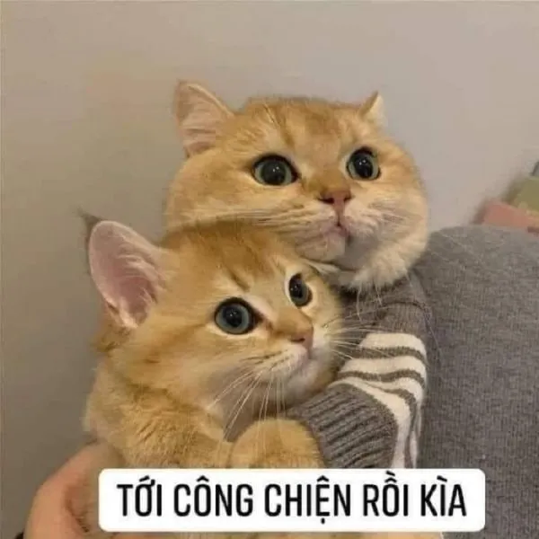 Video meme mèo cười lan tỏa niềm vui qua từng khoảnh khắc sinh động.