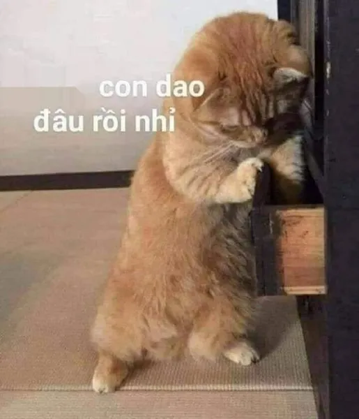 Meme mèo cười vào mặt châm biếm, đầy sáng tạo và ấn tượng.