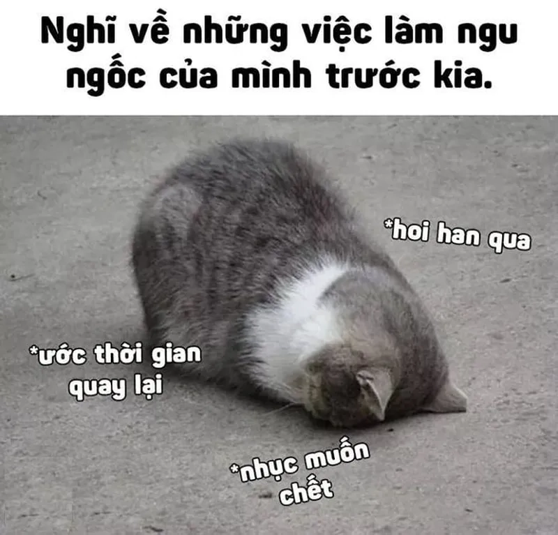 Penguin meme hài hước, người xem không nhịn được cười!