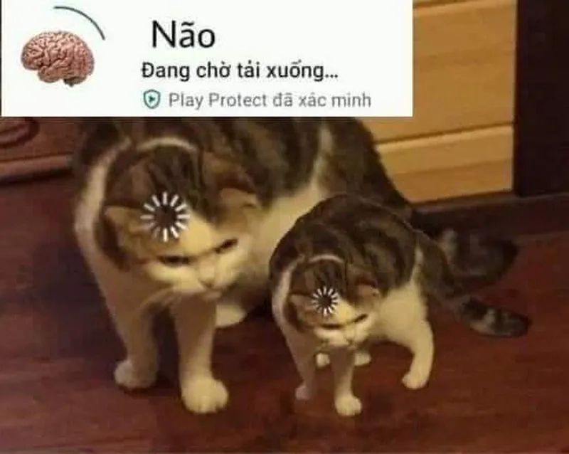 Thằng ngu meme, hài hước đỉnh cao không ai bằng!