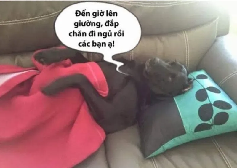 Meme mới ngủ dậy, cực dễ thương và đầy năng lượng cho một ngày mới.