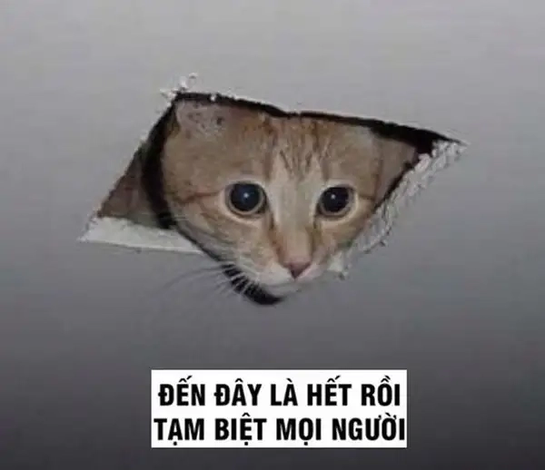 Bye bye meme mewing gây ấn tượng mạnh với người xem.