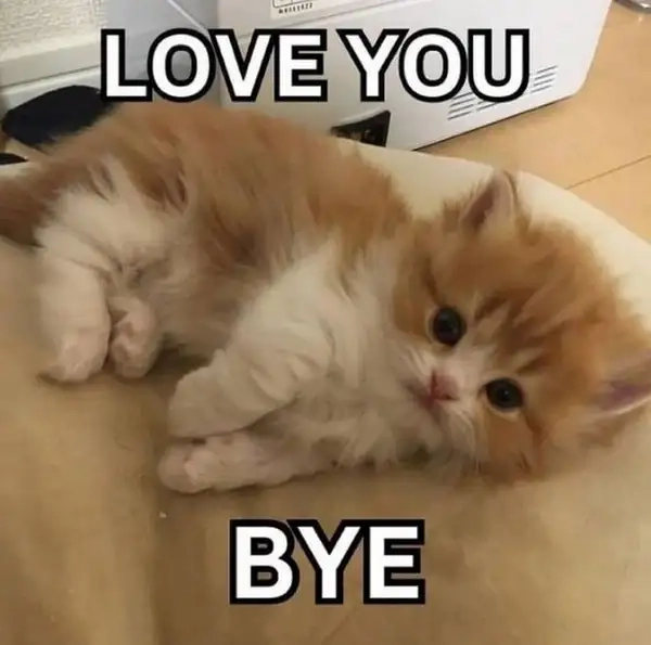 Bye bye meme gif luôn khiến bạn phải mỉm cười.