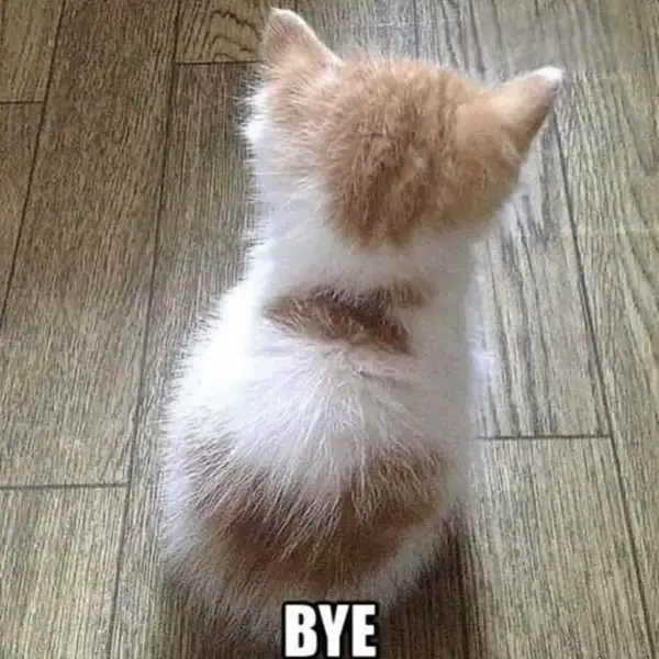 Good bye cute meme khiến bạn cảm thấy dễ chịu và vui vẻ.