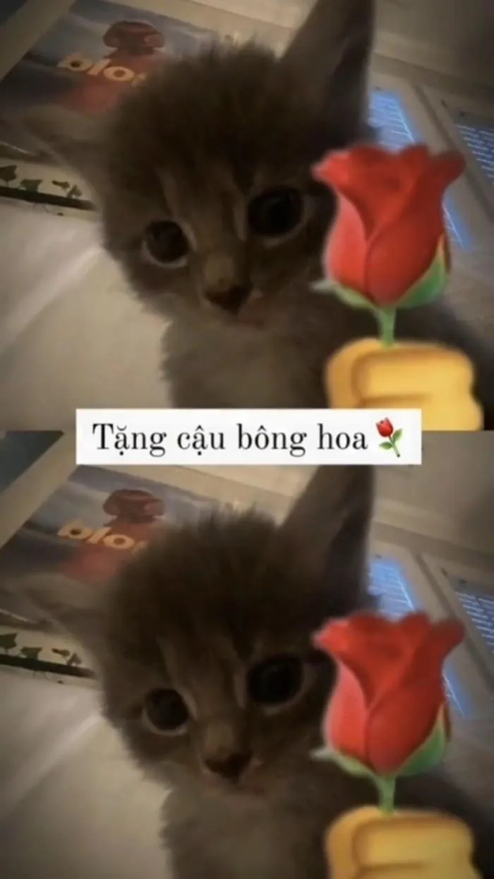 Meme tặng hoa hồng là lựa chọn hoàn hảo để tặng cho người đặc biệt.