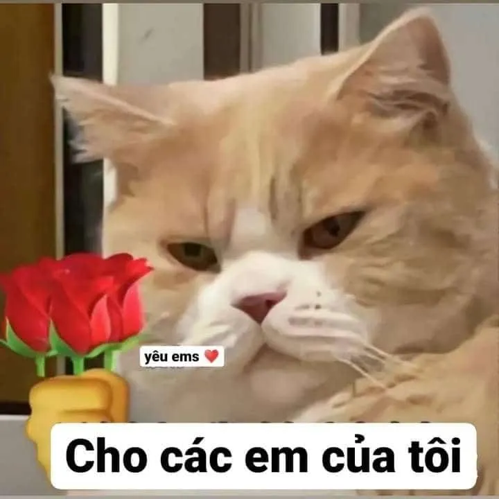 Meme tặng hoa mèo ngập tràn sự đáng yêu và dễ mến.