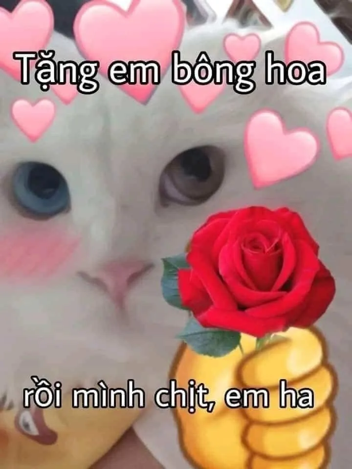 Ảnh meme con mèo tặng hoa là lựa chọn tuyệt vời cho bất kỳ ai yêu thích sự dễ thương.