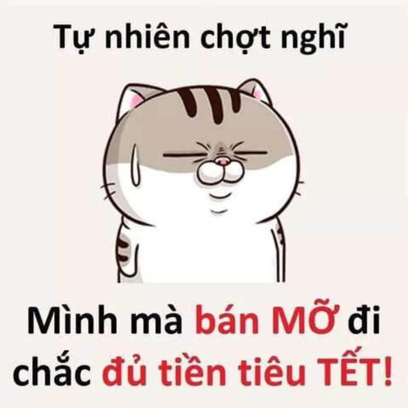 Avatar meme mèo dễ thương, lan tỏa tinh thần Tết vui vẻ avatar mèo meme tết.