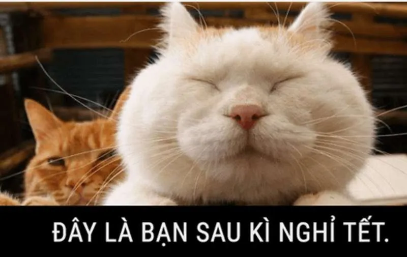 Meme Tết mèo thú vị và sáng tạo giúp bạn nổi bật ngày Tết meme tết mèo.