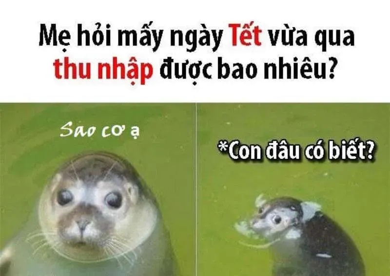 Tết meme mèo dễ thương và sáng tạo mang đến sự vui nhộn ngày xuân tết meme mèo.Tết meme mèo dễ thương và sáng tạo mang đến sự vui nhộn ngày xuân tết meme mèo.