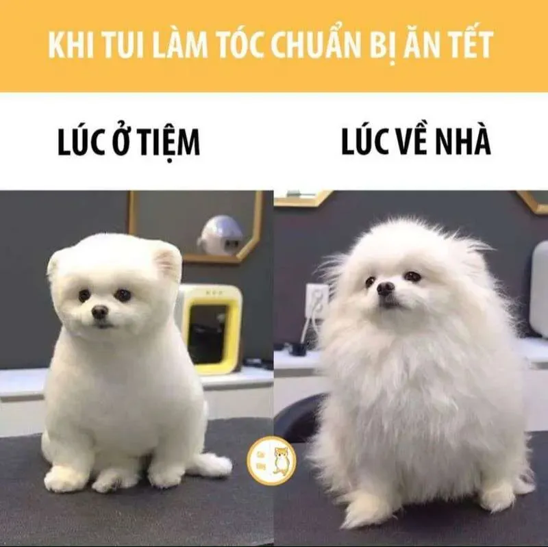 Avatar meme Tết 2024 sáng tạo, hài hước, lan tỏa tinh thần Tết avatar meme tết 2024.