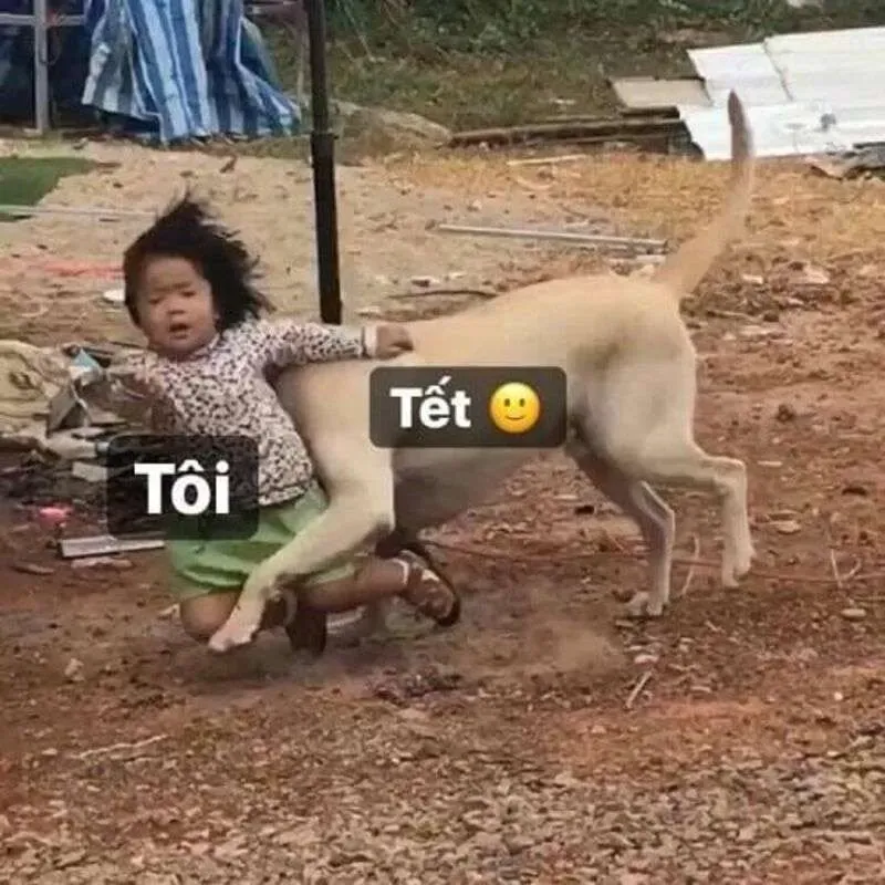 Ảnh meme Tết mèo hài hước, giúp lan tỏa tinh thần Tết ảnh tết meme mèo.