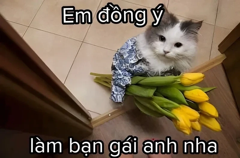 Mèo thả tim meme dễ thương, phù hợp với mọi lời nhắn tình cảm.