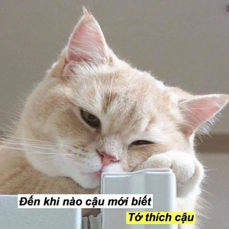 Tình yêu to lớn meme chân thành, kết nối trái tim yêu thương.