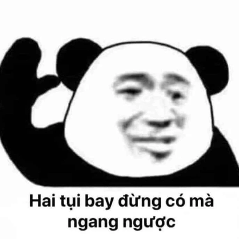 Meme mèo trắng cực kỳ dễ thương và hài hước, bạn sẽ không thể nhịn cười.