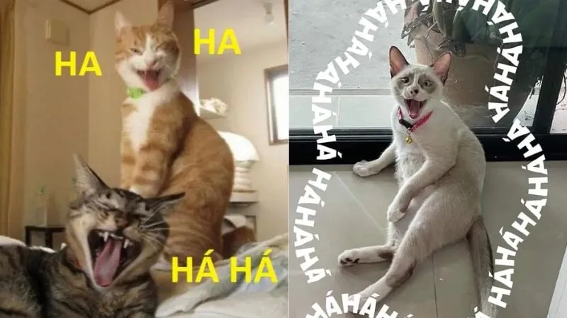 Chúc bạn hạnh phúc bình an với meme tuyệt vời này!