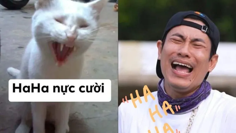 Meme vui vẻ sẽ khiến ngày của bạn thêm phần tươi sáng và tràn đầy năng lượng.