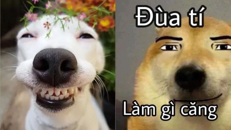 Mèo vui vẻ meme là món quà dễ thương cho mọi người!