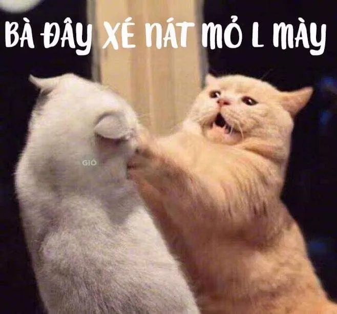 Ảnh meme mèo cười mang lại niềm vui cho người xem.