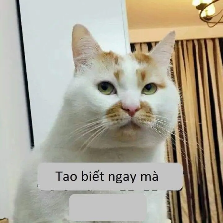 Meme mèo cười đểu gây cười với biểu cảm hài hước.